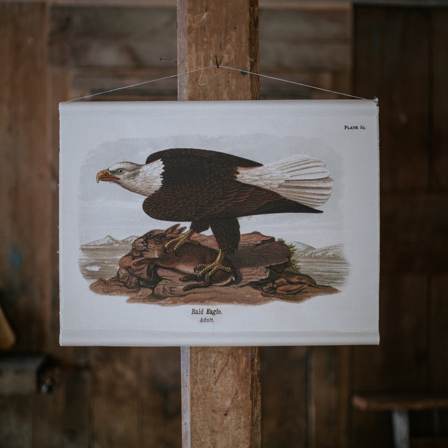 Bald Eagle - Canvas Wall Hanging